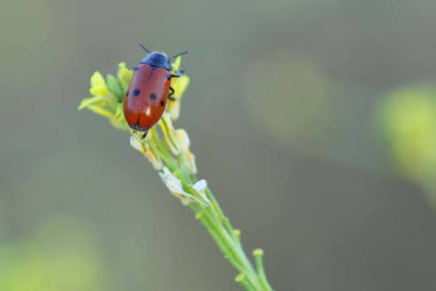 Insectes Insectes