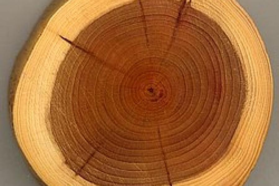 Dendrocronologia